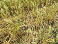 Cley Hill, Wiltshire crop circle, aerial photo 68